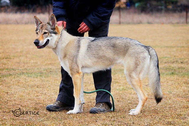 最像狼的狗捷克狼犬,什么狼和捷克狼犬像