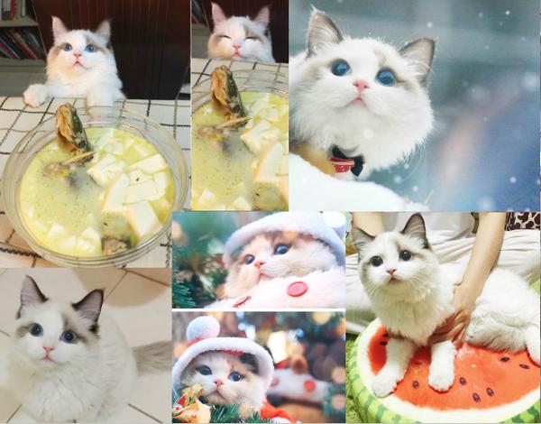 郭斯特是什么猫,郭斯特的猫高清图片