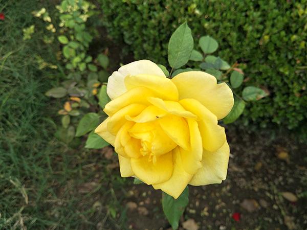 oppor9s用三年充电测试,oppor9实测充电5分钟