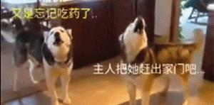 萌宠萌图第735：喵星人偷吃主人放在桌子上的食物