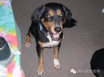 爱狗的人可爱吗 (真正爱狗的人的长相)