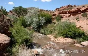 爱狗的人可爱吗 (真正爱狗的人的长相)