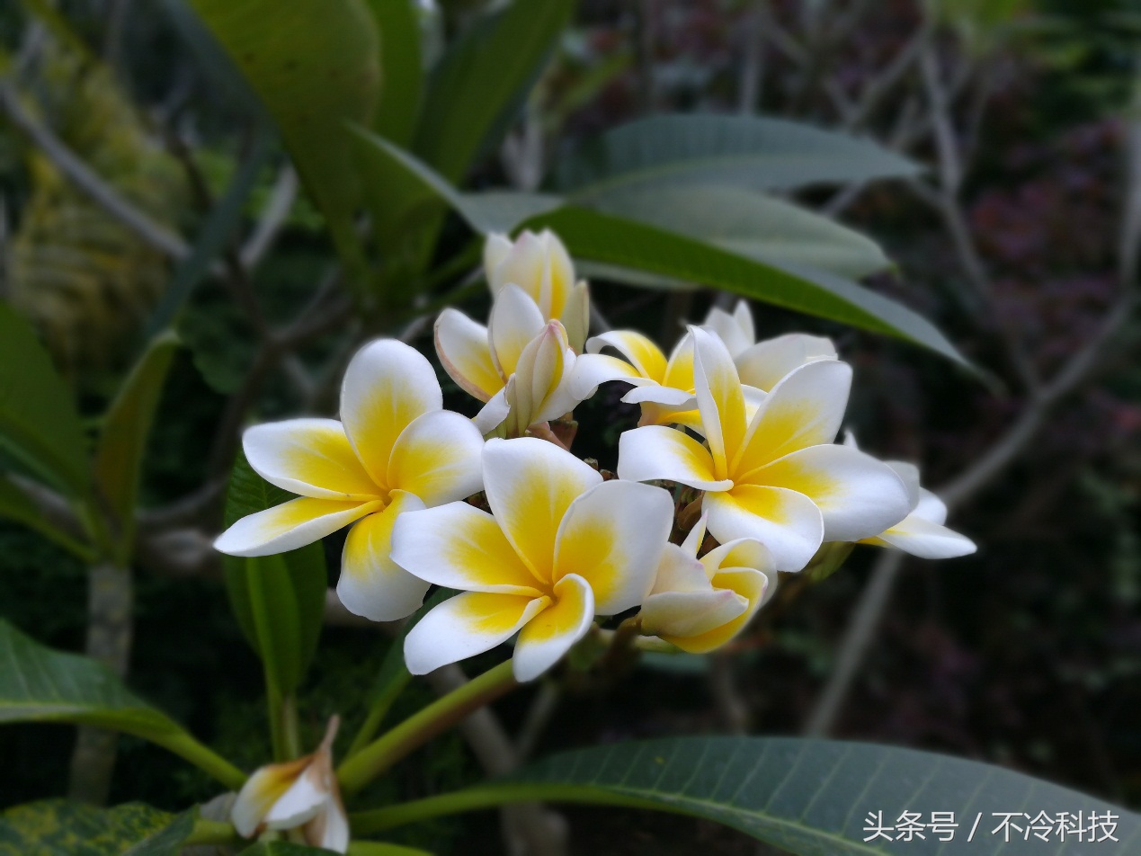 1500元手机推荐荣耀畅玩6x,荣耀6x与荣耀畅玩6x是否一样