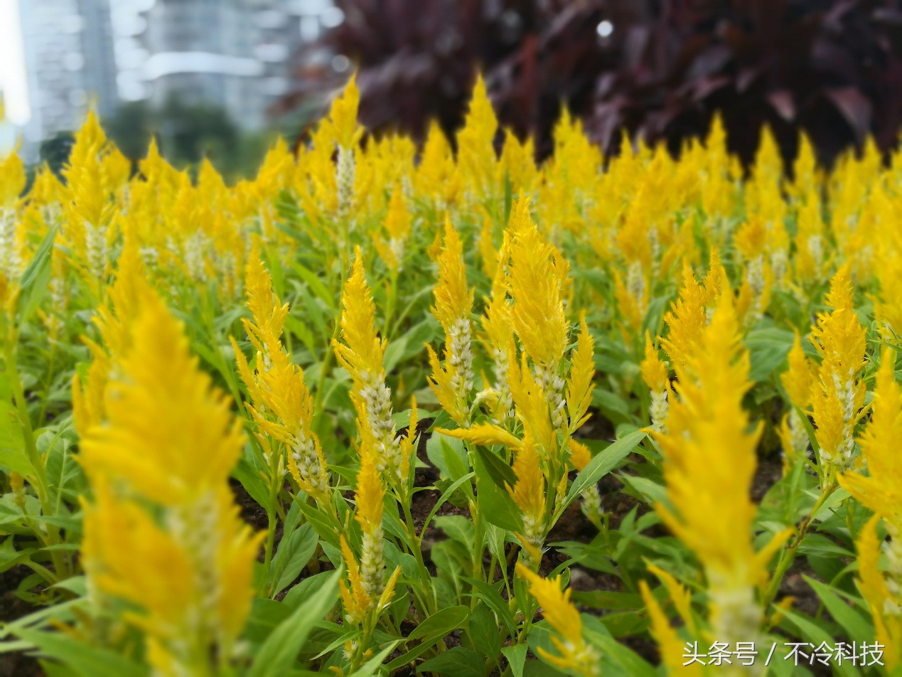 1500元手机推荐荣耀畅玩6x,荣耀6x与荣耀畅玩6x是否一样