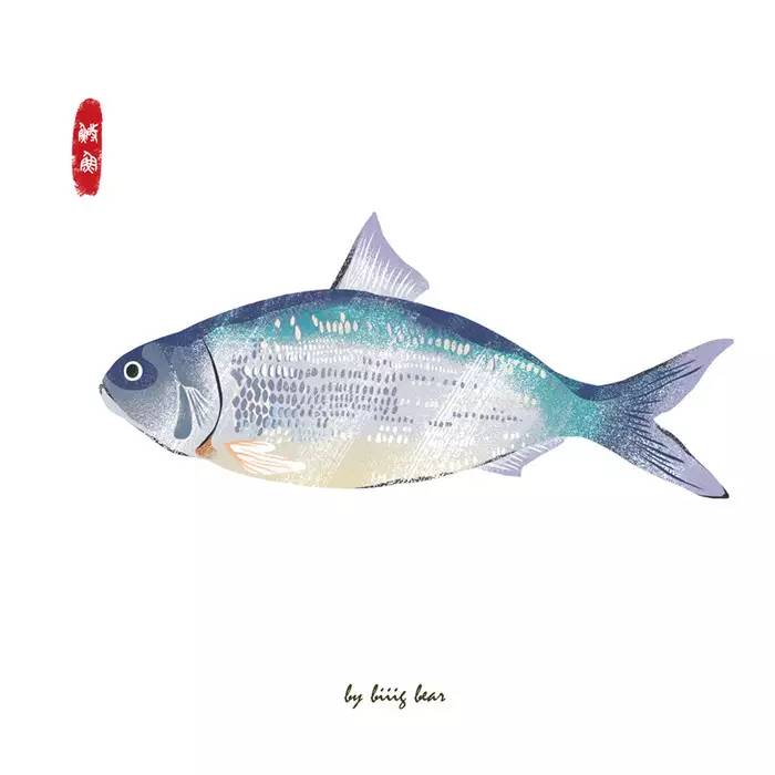 珍品淡水鲥鱼,食用淡水鲥鱼