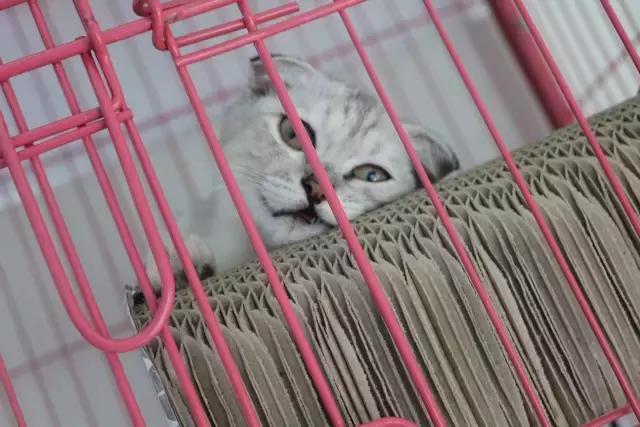 尤妮佳化妆棉哪款最好用,尤妮佳棉柔巾测评