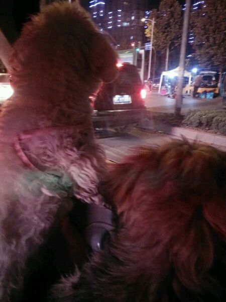 真没见过比熊这么撕家、不爱干净的，蓝瘦香菇想吃狗肉~