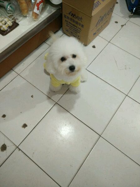 真没见过比熊这么撕家、不爱干净的，蓝瘦香菇想吃狗肉~