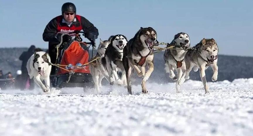 哪种狗狗最聪明又听话,什么样的狗狗聪明又听话