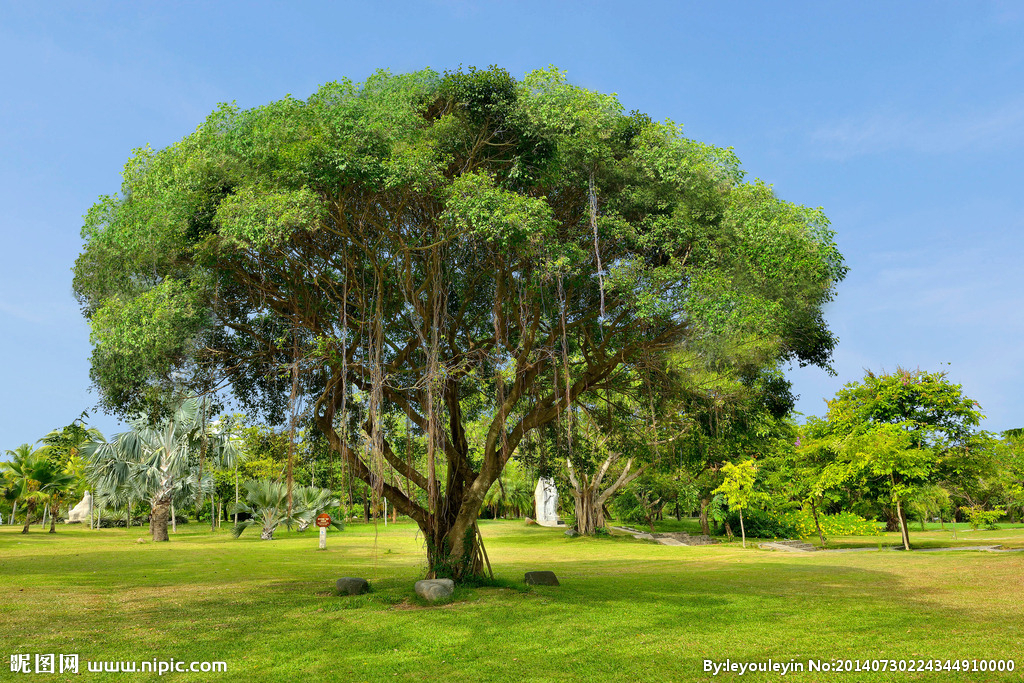 据说胎盘很好吃！妈妈们愿意尝尝吗？