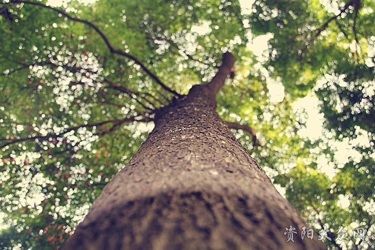 你眼中的四川是什么样子,资阳这个城市怎么样