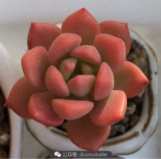 小盆多肉浸盆,小盆养多肉还用陶粒吗