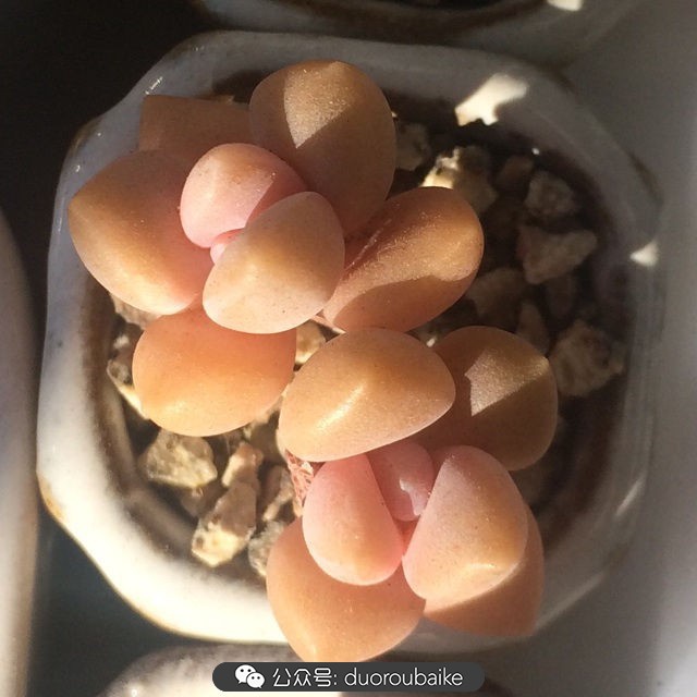 小盆多肉浸盆,小盆养多肉还用陶粒吗