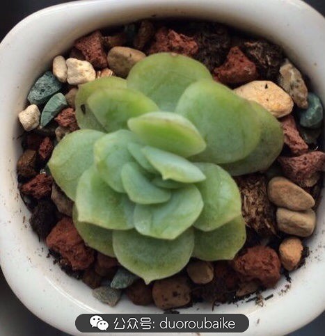 小盆多肉浸盆,小盆养多肉还用陶粒吗
