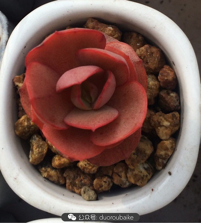 小盆多肉浸盆,小盆养多肉还用陶粒吗