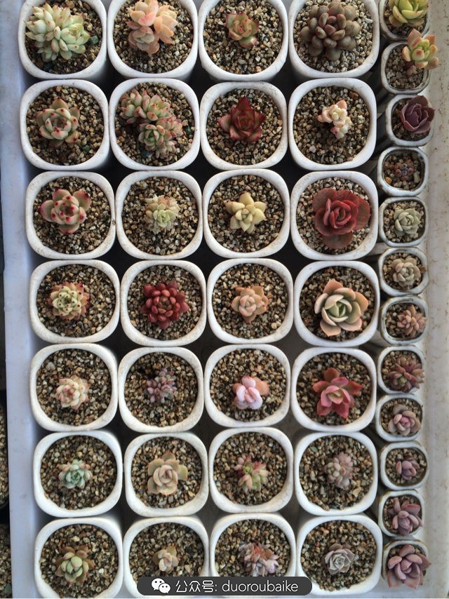 小盆多肉浸盆,小盆养多肉还用陶粒吗