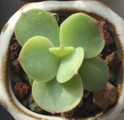 小盆多肉浸盆,小盆养多肉还用陶粒吗