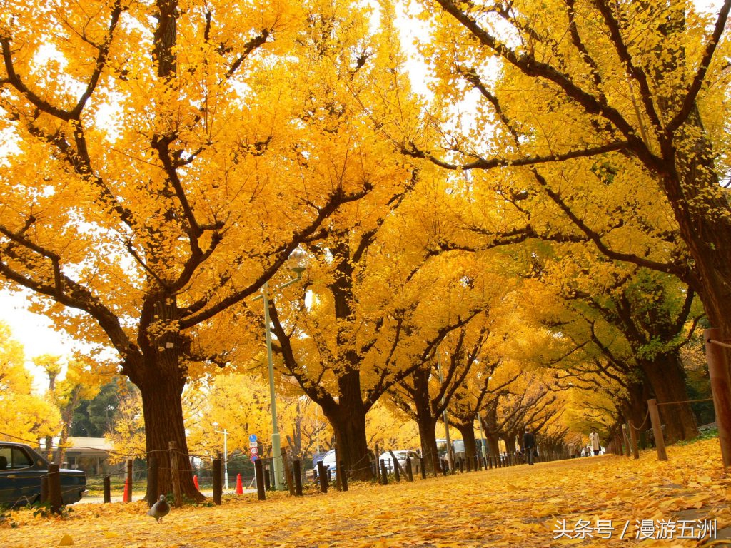 日本赏樱的最佳时间,日本赏枫最佳方法