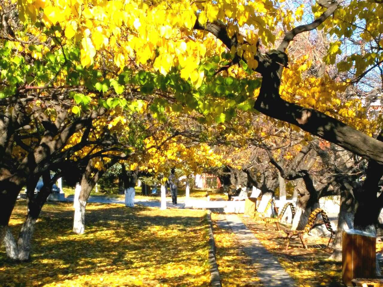 诗香词芳.,作业集一）