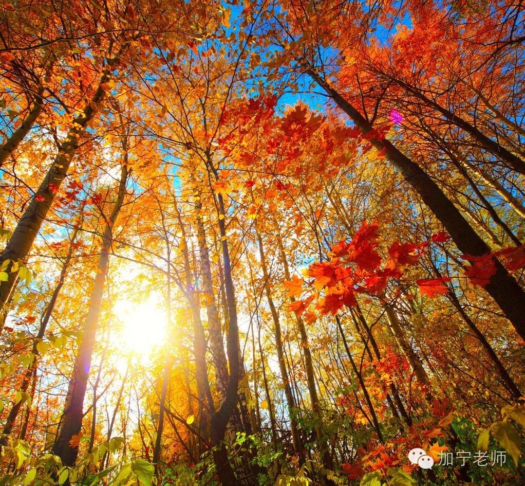 国际商务专业硕士报考条件,报考专业硕士有什么条件