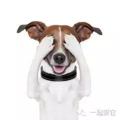 狗宠知识,养宠知识狗狗生病