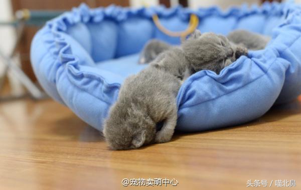 小猫吃猫砂会中毒吗,猫奴求助