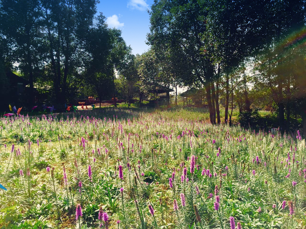 深秋来红叶谷图片,秋日遇见最美紫色花海
