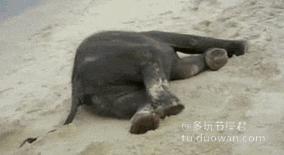 萌妹子搞笑动态图,小女孩萌萌的搞笑动态图