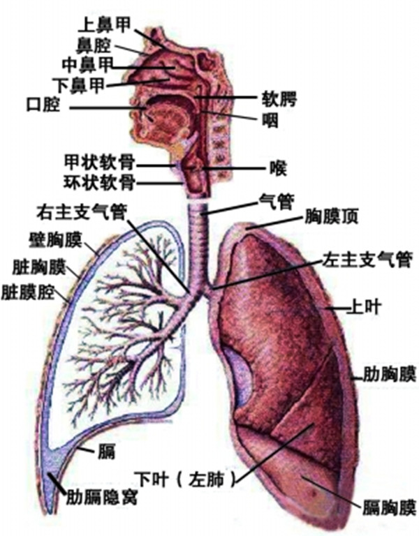 拍打胸肩胳膊打通肺经,拍打手臂通气血
