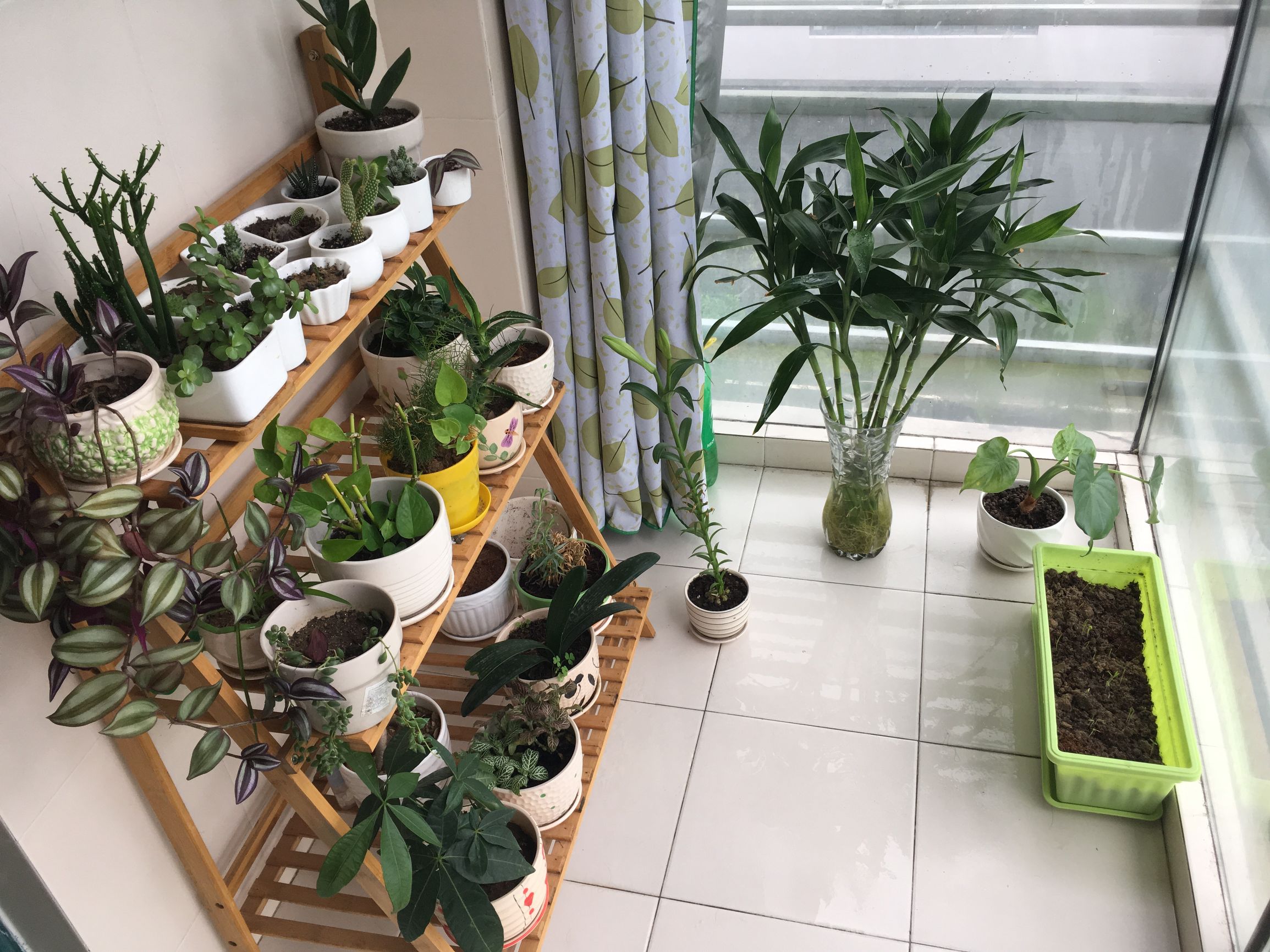 90后在阳台种菜,南京阳台种菜的真实感受