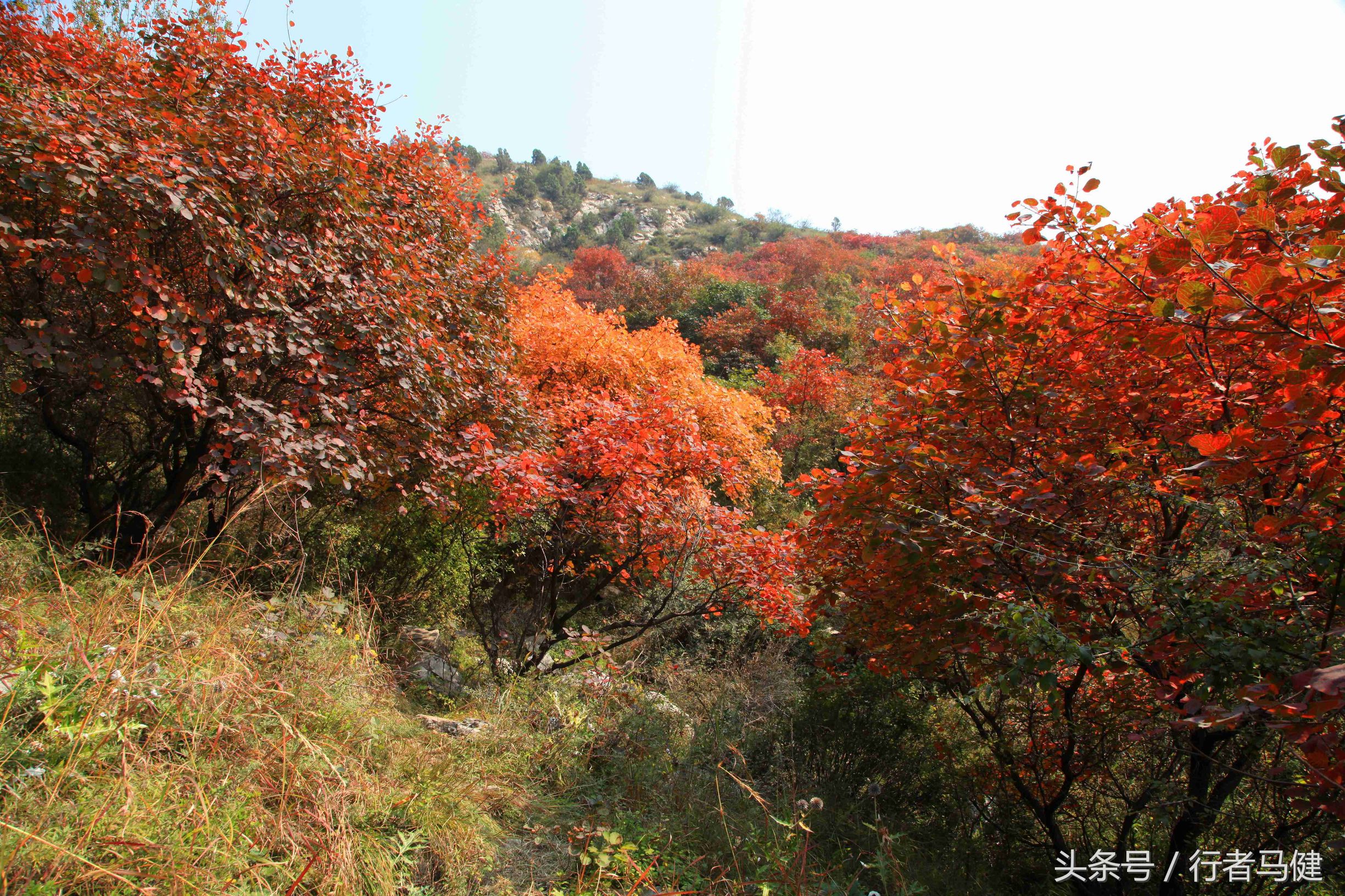 错过了邢台云梦山，太行山最大的红叶区，就相当于错过了整个秋天