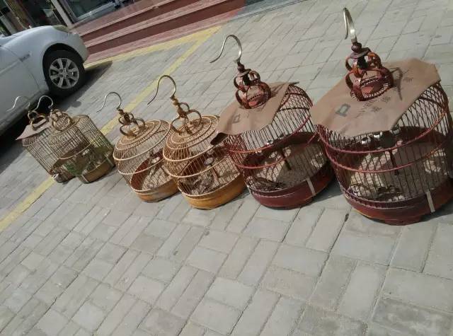 自驾川西带金毛,长途自驾带金毛