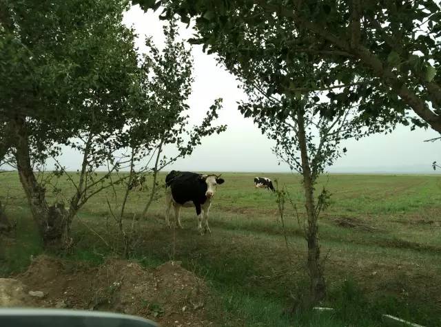 自驾川西带金毛,长途自驾带金毛