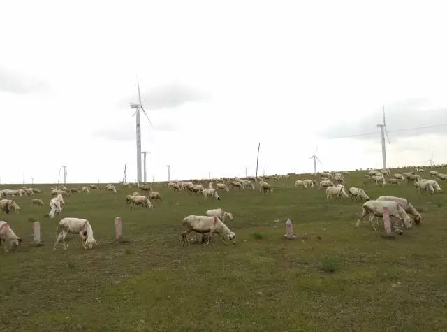 自驾川西带金毛,长途自驾带金毛