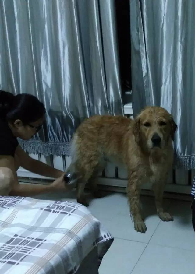 自驾川西带金毛,长途自驾带金毛