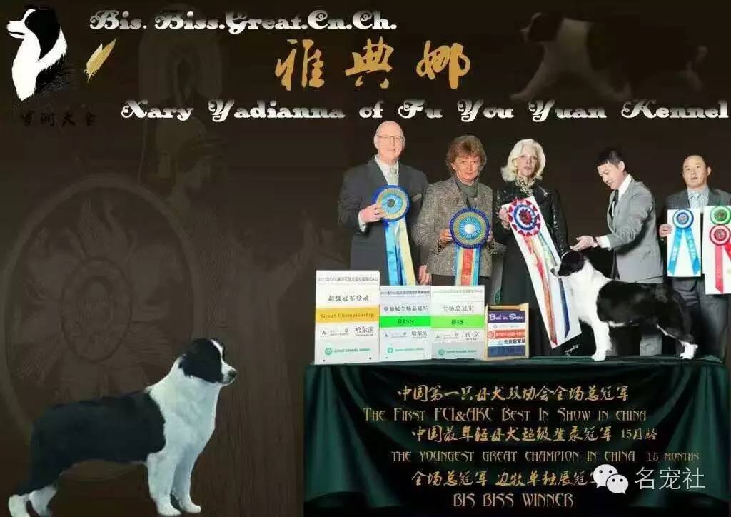 巴西淘淘老年犬,巴西淘淘幼犬狗粮