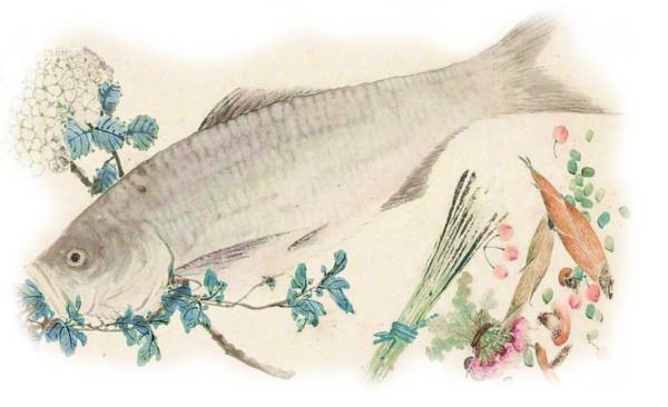 珍品淡水鲥鱼,食用淡水鲥鱼