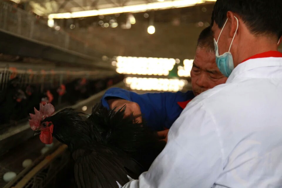 依托资源节约成本，养好鸡