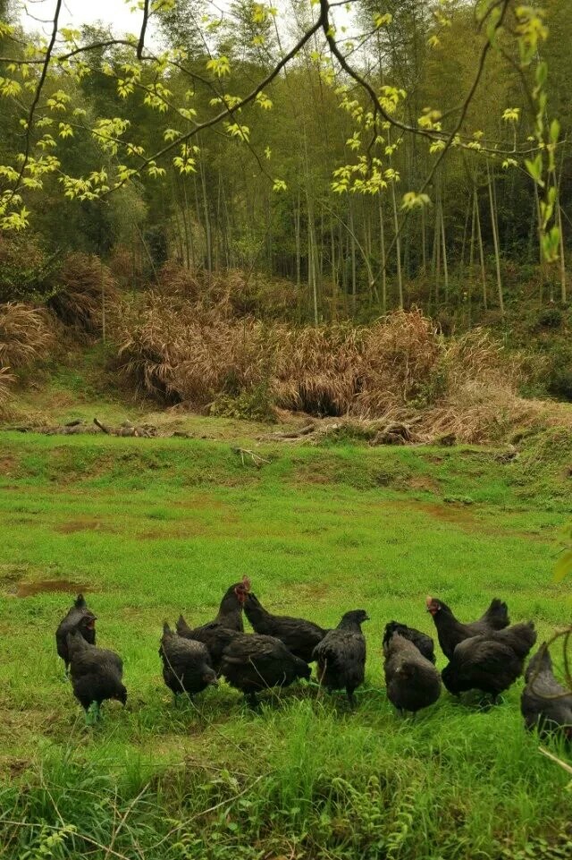 依托资源节约成本，养好鸡