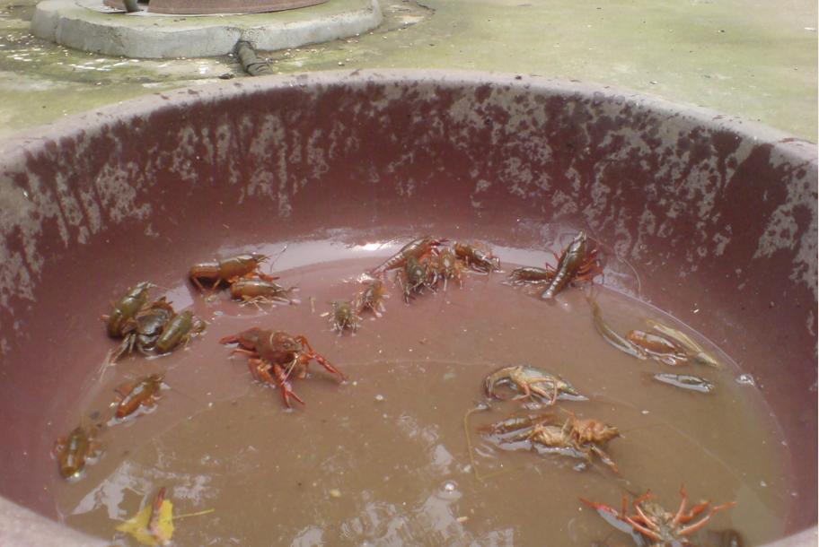 教你抓泥鳅黄鳝,手抓黄鳝技巧教学