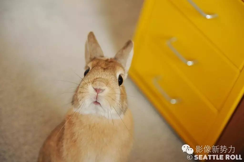 最值得买的腾龙镜头,腾龙有哪几款很好的老镜头