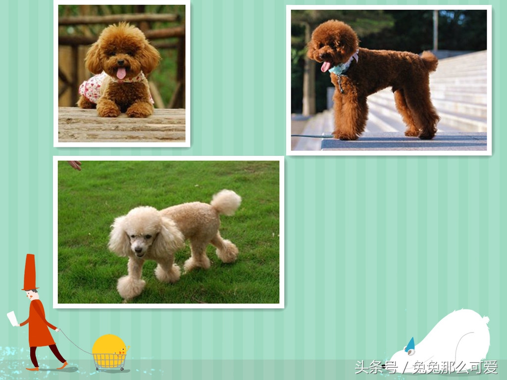 带大家认识不一样的狗狗,常见的狗狗种类