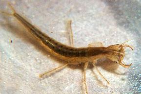 在栽秧的季节里,要是遇上它们可就倒了血霉了!