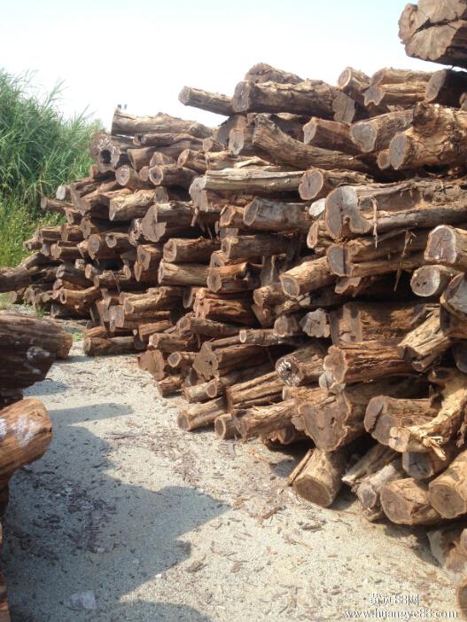 介绍一下非洲酸枝木,非洲黑黄檀！