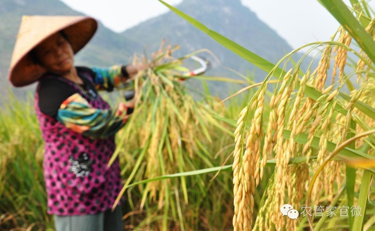 中晚稻托市收购价格表,最新晚稻收购价格