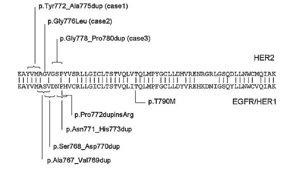 her2靶向药物,her2基因突变会引发各种癌症吗
