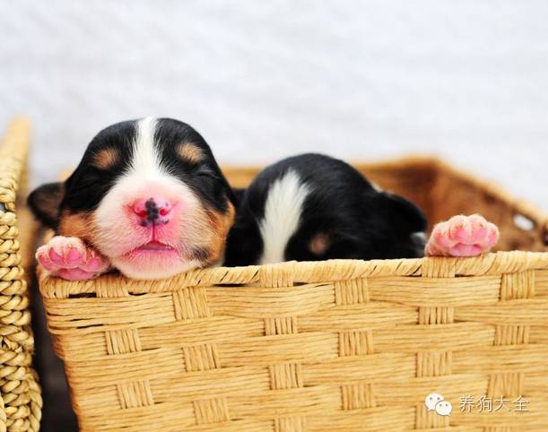 狗狗为什么总喜欢踹门,狗狗身上痒痒总挠怎么办