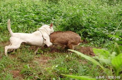 第一次带两只小下司犬学习捕猎，一踏进山林仿佛到了它们的天下