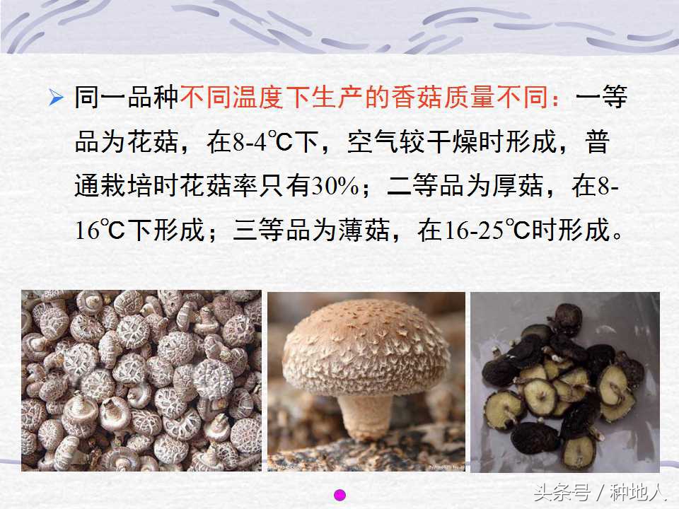 香菇栽培实用技术教案,屋顶香菇栽培