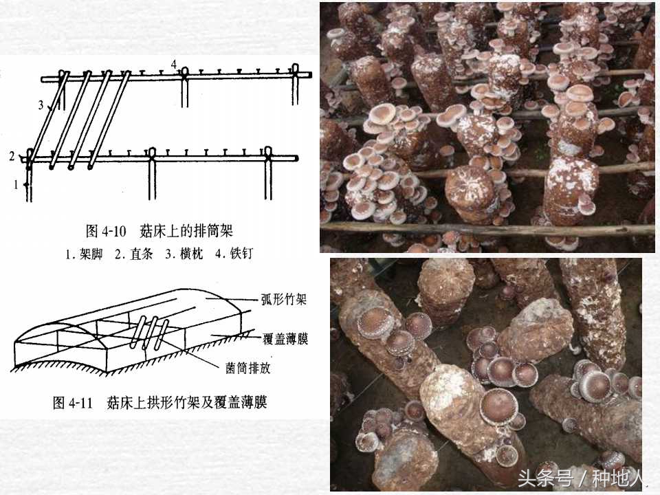 香菇栽培实用技术教案,屋顶香菇栽培